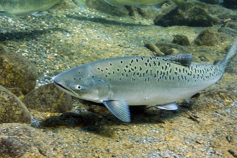 spotty chinook upper blue creek