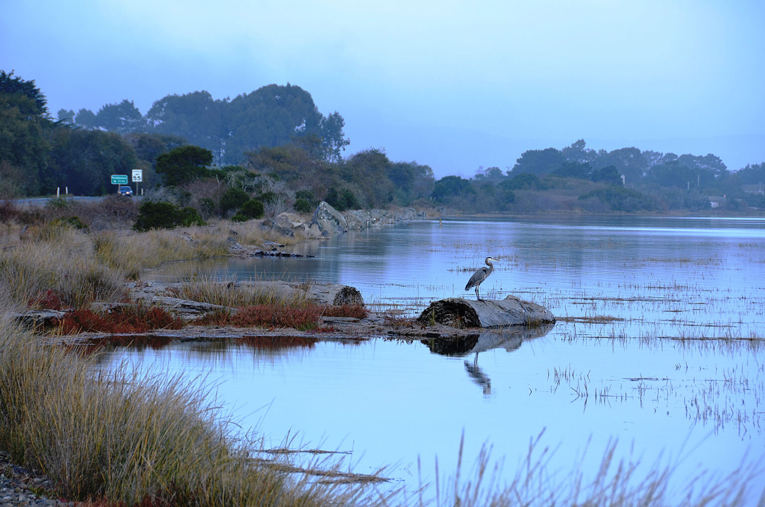 Image of Humboldt Bay, with a Great Blue Heron perched on a half submerged log.