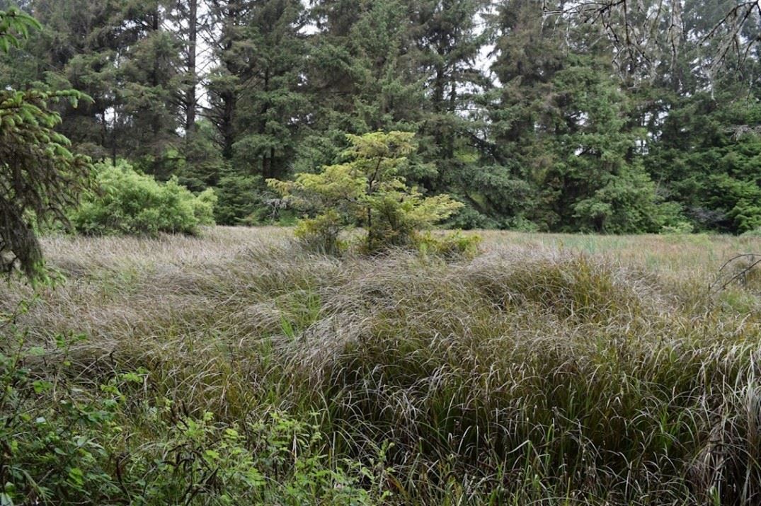 Photo of North Coast forest. Redwood trees in the background with tall shrubs below.