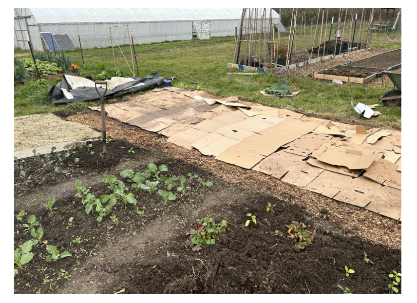 Image of garden plot with young crops growing. Beside the growing crops is a plot covered by cardboard.