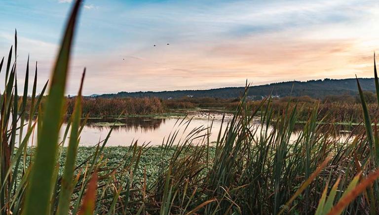 Arcata Marsh