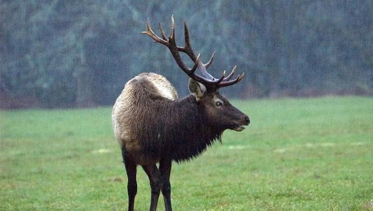 Elk