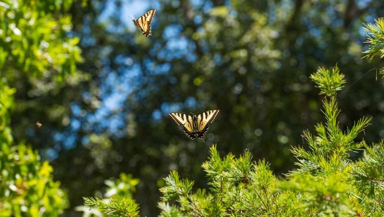 Butterfly flying
