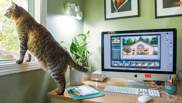 Cat standing on desk looking out window