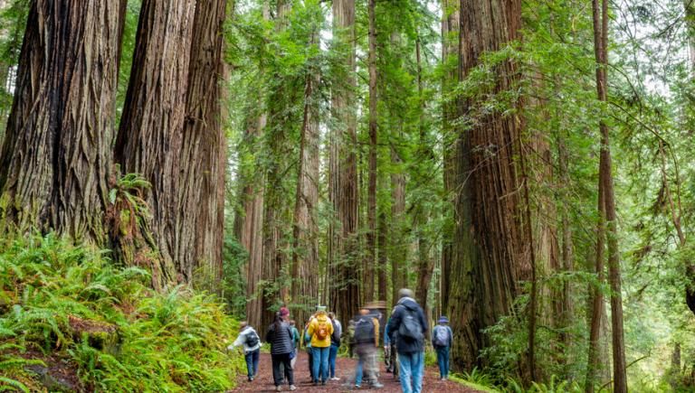 group of people walking on a large trail in the forest
