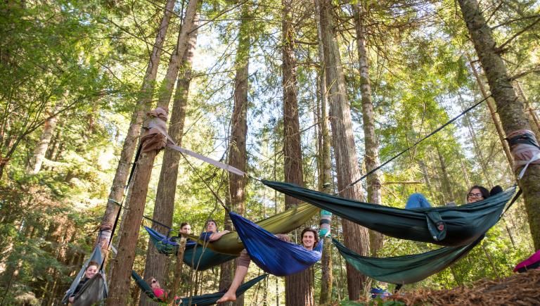 Multiple hammocks hanging from redwood trees. 