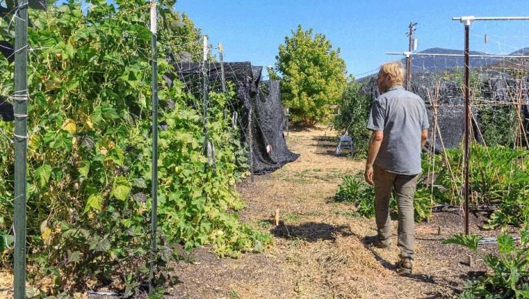 Man walking in garden