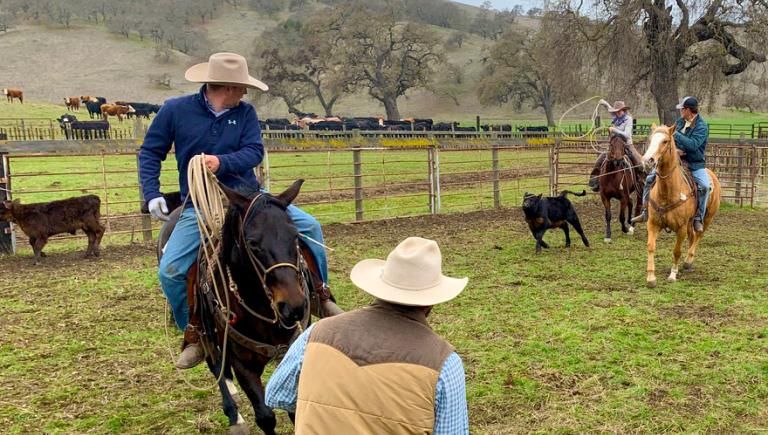 Ranch hands on horses, working with young cattle