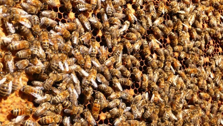 Bees inside a hive