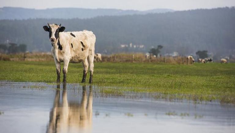 Cow