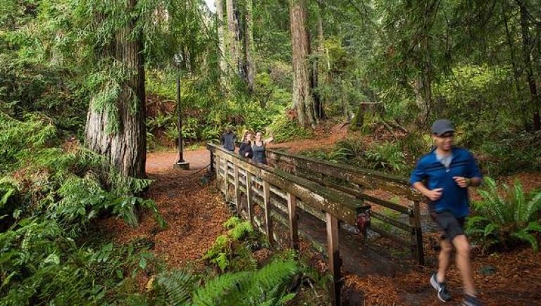 Forest Trail