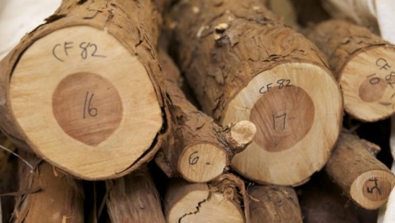 a pile of logs
