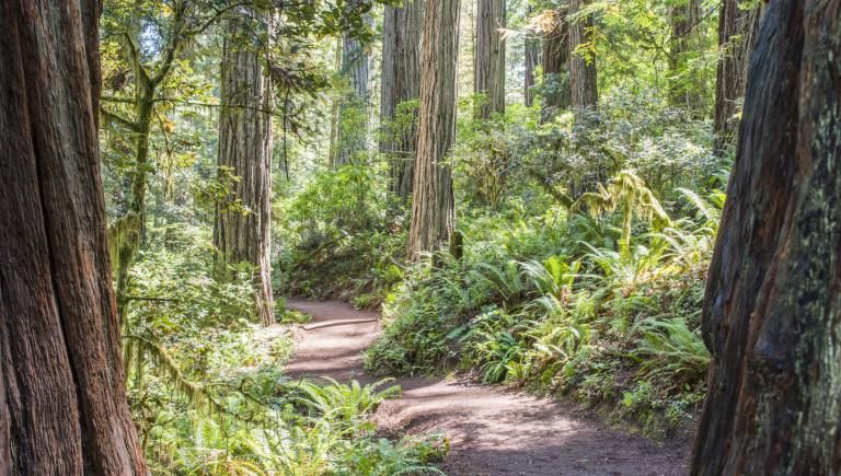 Path through forest