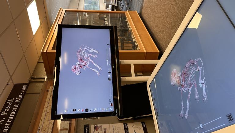 A beagle skeleton displayed both on the anatomage digital dissection table and on the paired monitor.