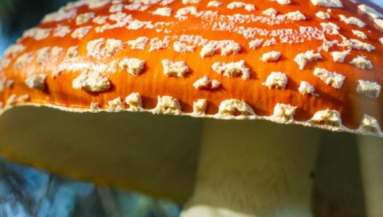 amanita-mushroom