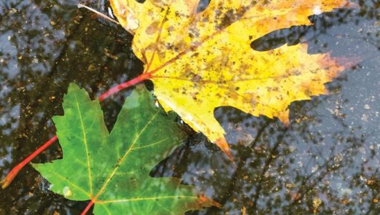 Leaves