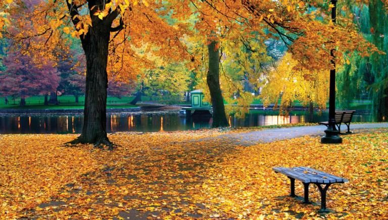 Fall foliage scene in park with trees and bench