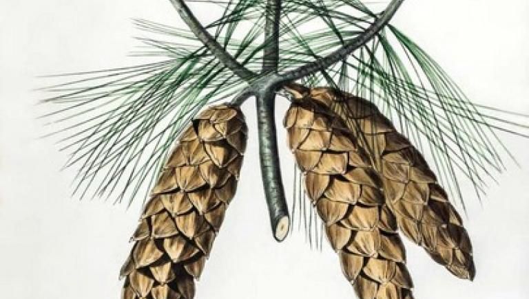 Pinetum