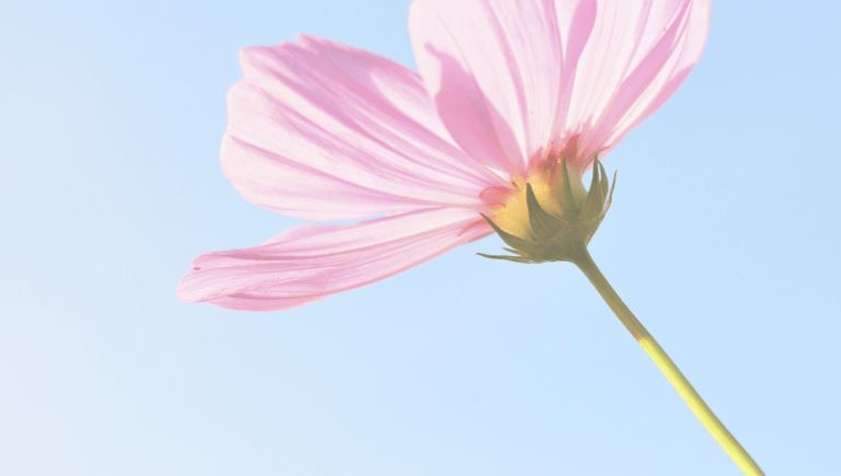 pink flower on a light blue background