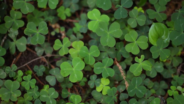 Clover