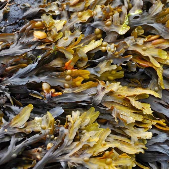 Portrait of Algal Lovers' Growth in Academia and Education (RSOs)