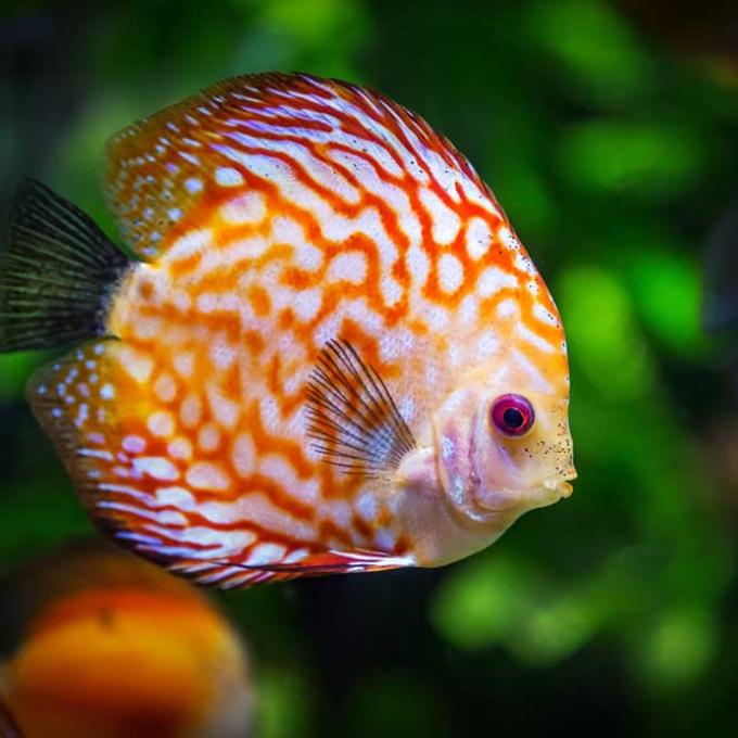 Portrait of Humboldt Aquarists & More (RSOs)
