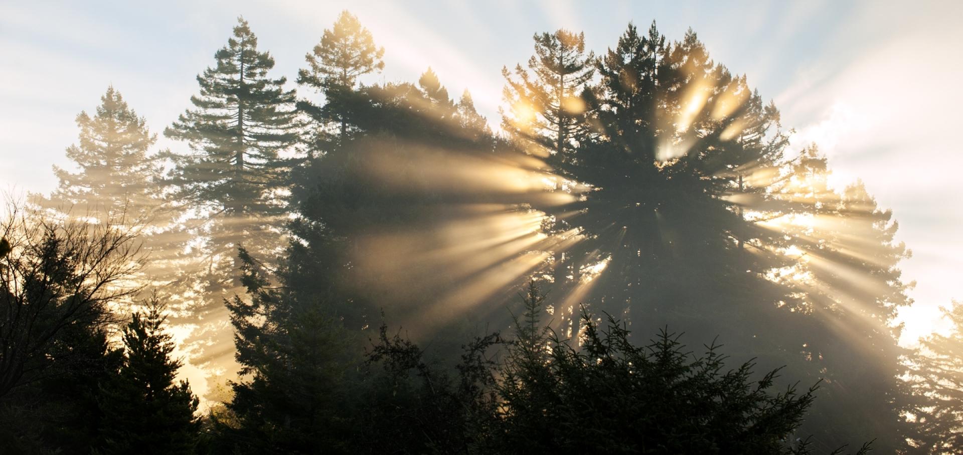 sun rays through trees