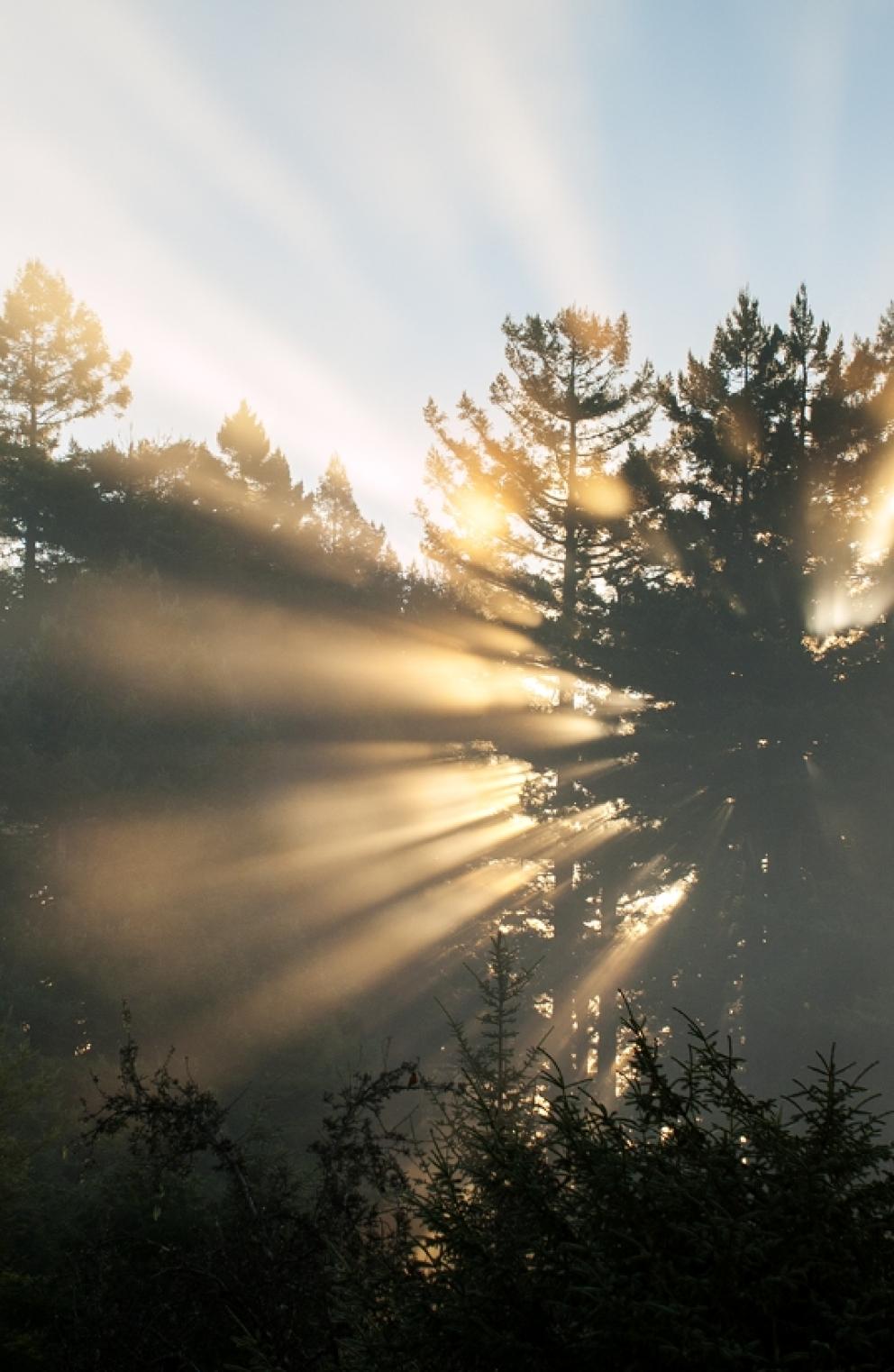 sun rays through trees