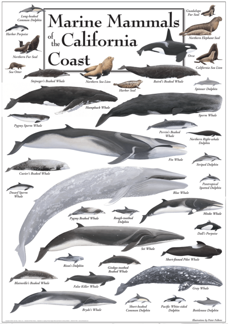 image of Marine Mammals of the California Coast poster