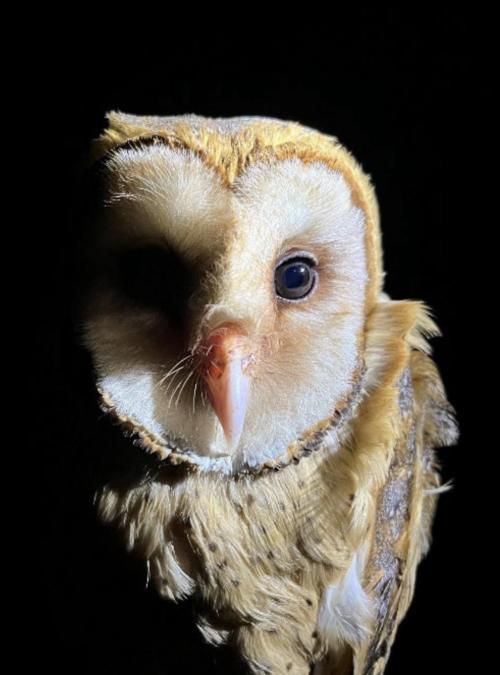 Master Grad program owl pic 