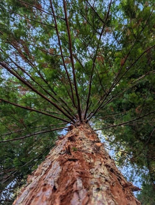 Redwood tree at Cal Poly Humboldt