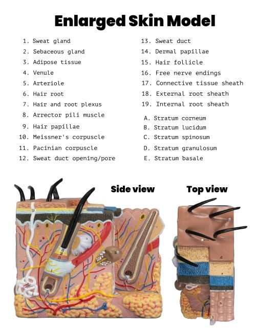 Skin diagram model