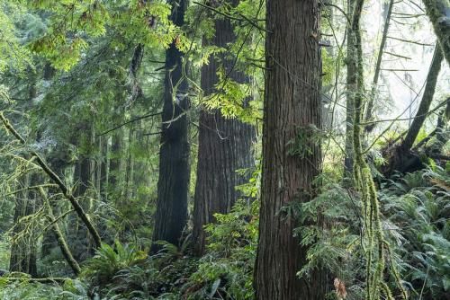 Photo of the forest behind campus. Source: Cal Poly Humboldt, 2025