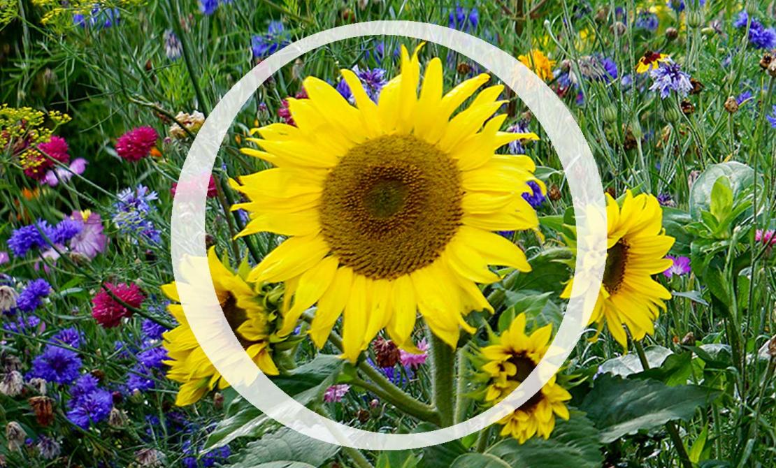 Sunflowers with OLLI "O" logo