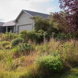 Over grown lawn