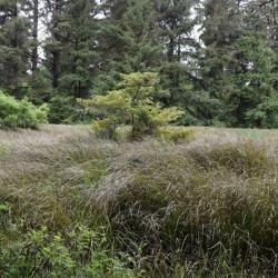 Photo of North Coast forest. Redwood trees in the background with tall shrubs below.