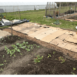 Image of garden plot with young crops growing. Beside the growing crops is a plot covered by cardboard.