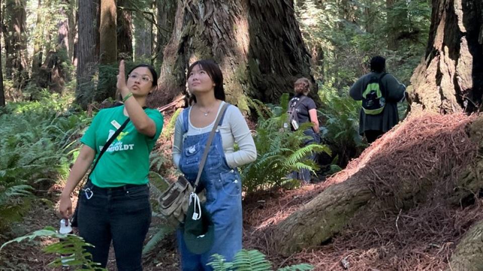 Two students in the forest looking up at Redwood trees.