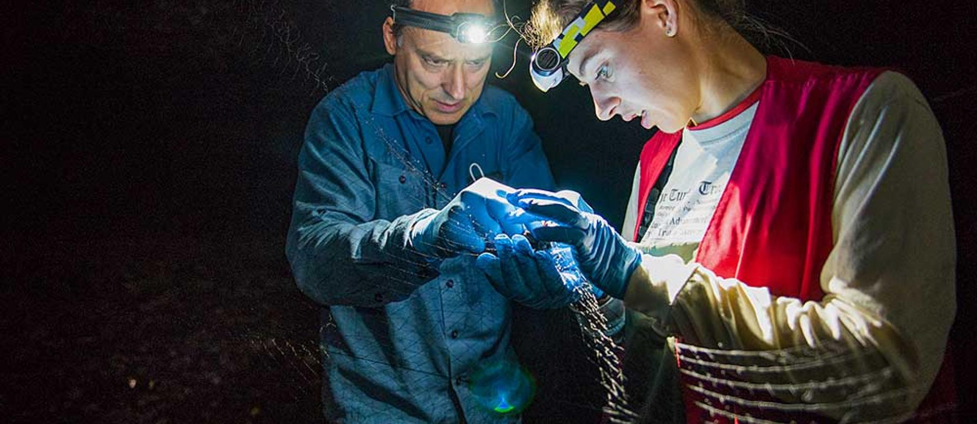 Bat Research