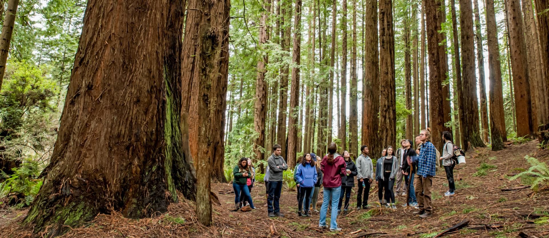 group of students standing in the forest