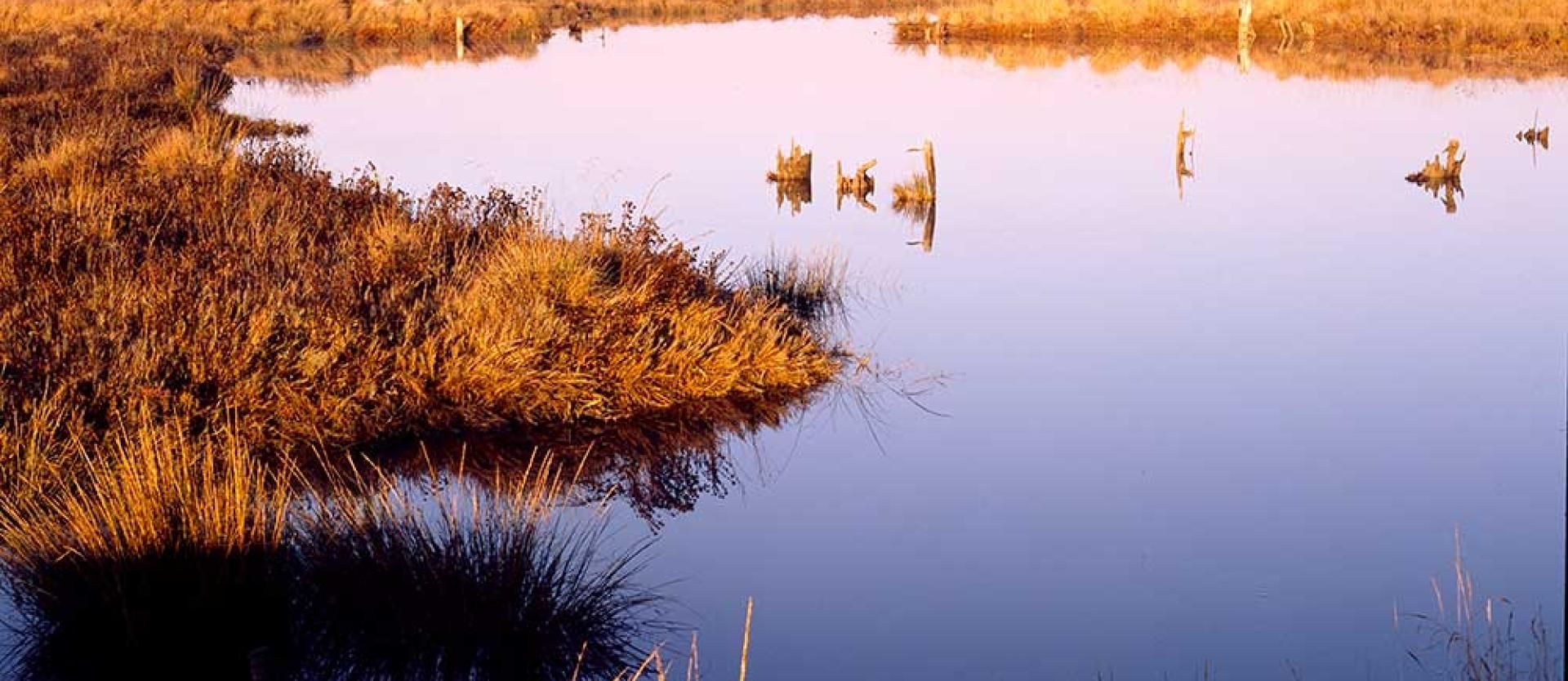 Wetlands along Humboldt Bay