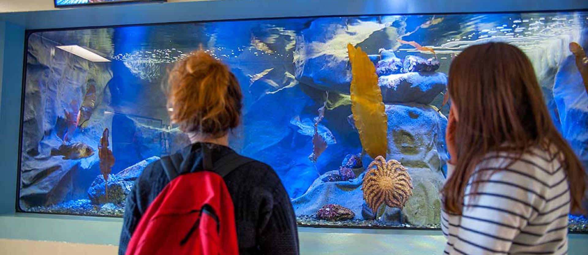 Viewing tanks at Humboldt's Marine Lab