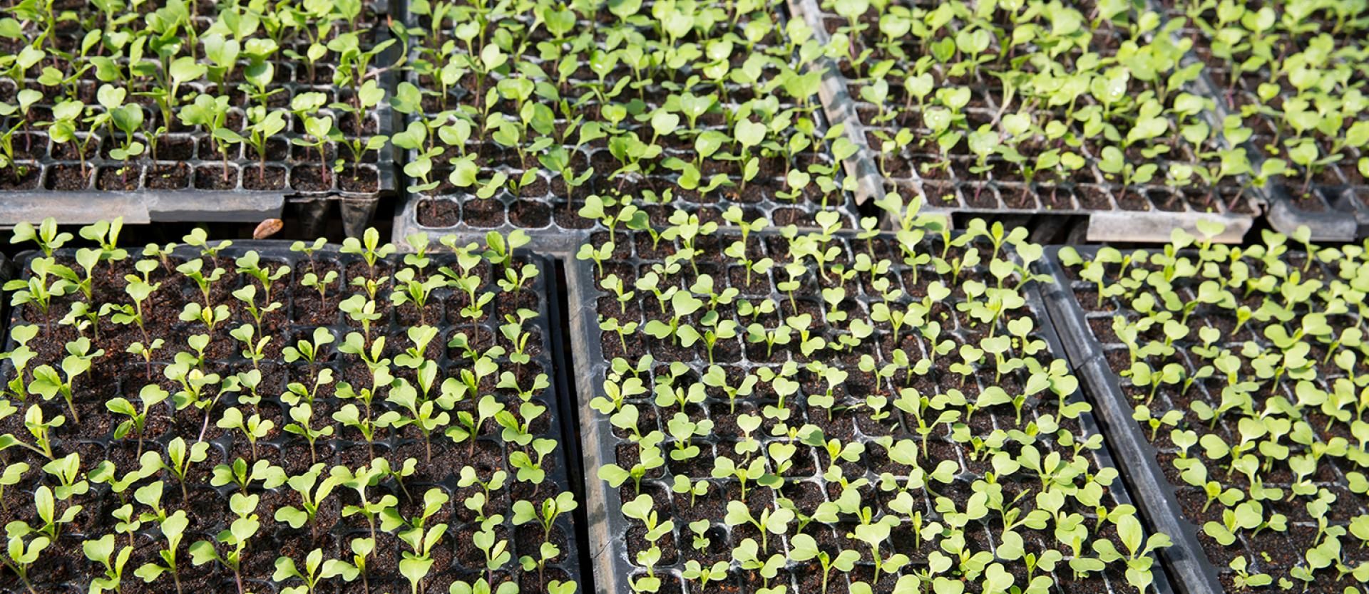 A tray of seedlings