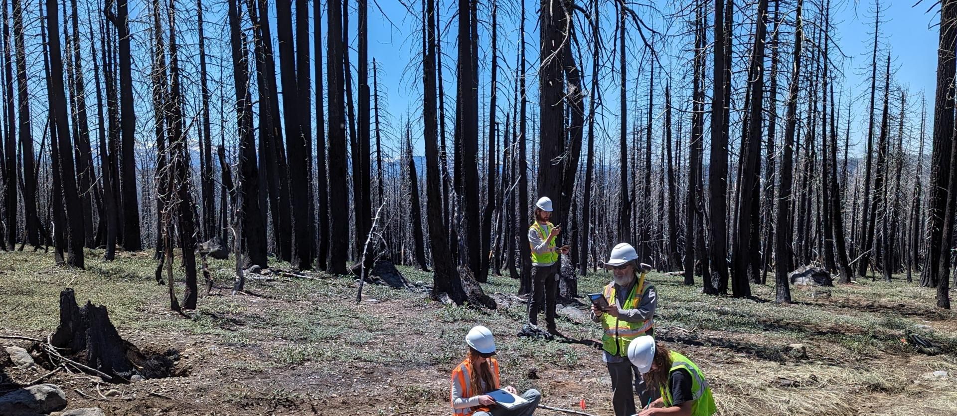 recording in burned area