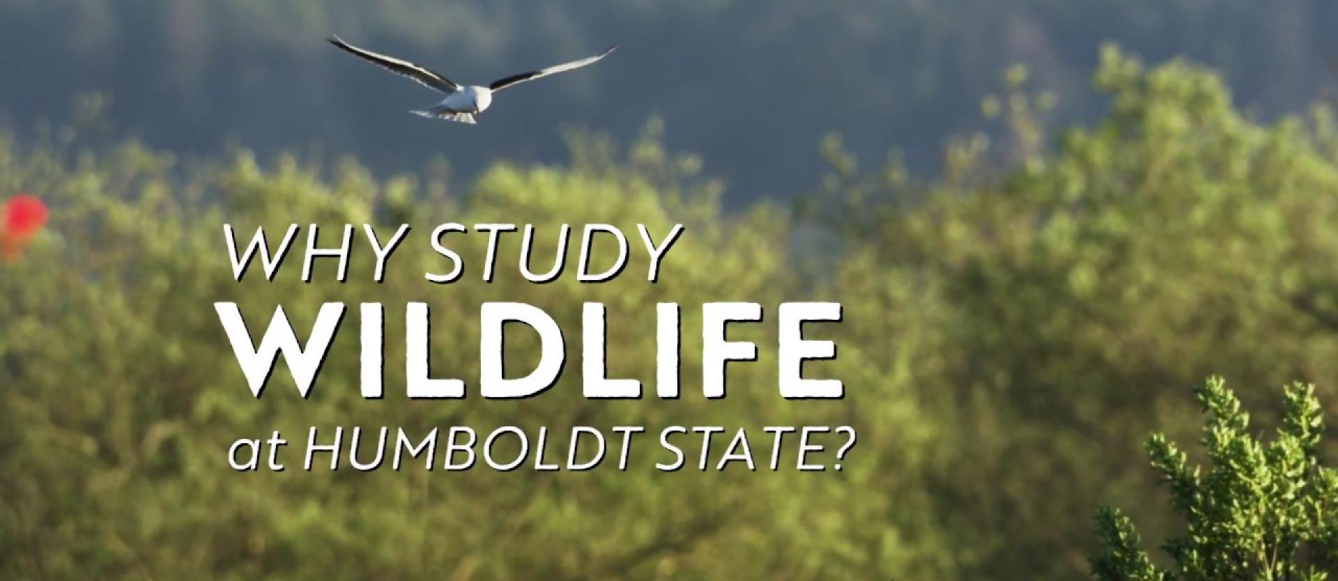 Why study Wildlife at Humboldt