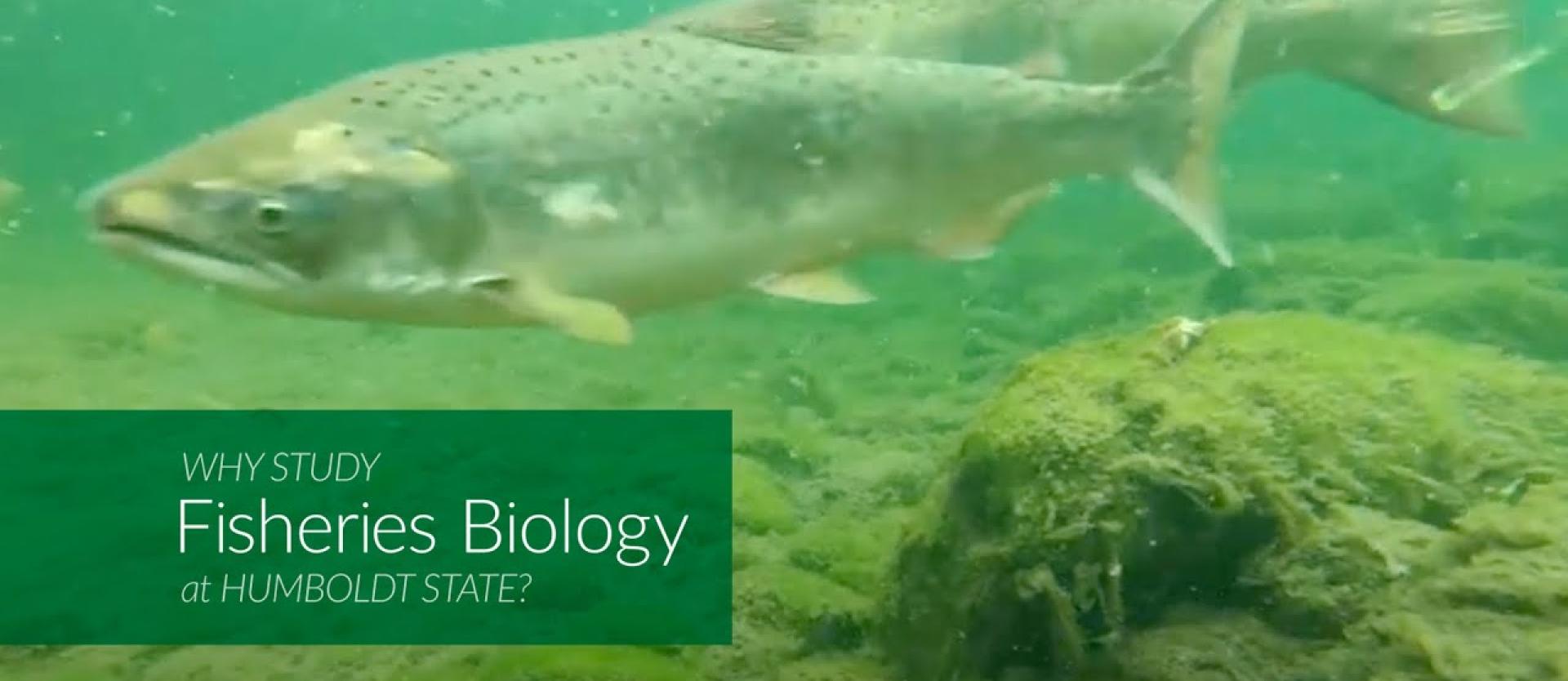Fisheries Biology at Humboldt thumbnail