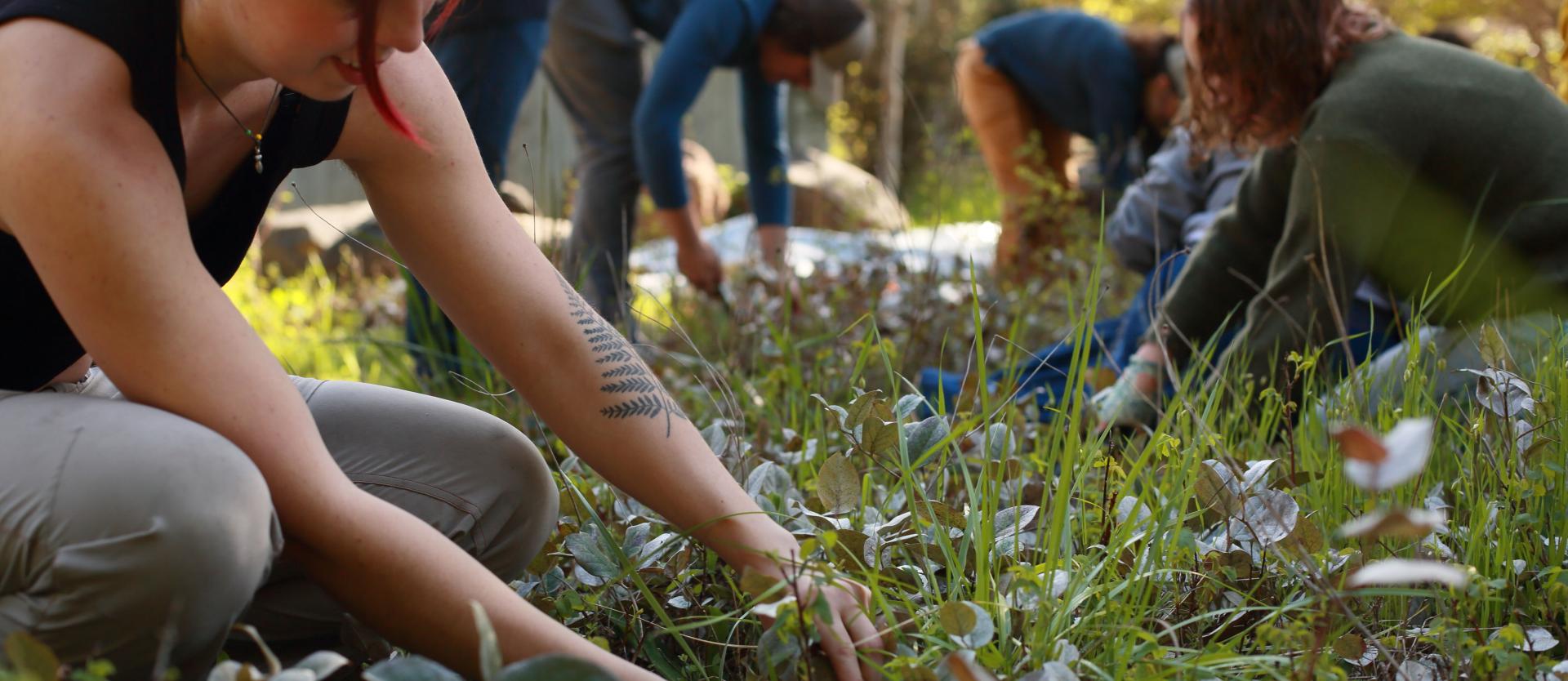 Close up of FSL Volunteer pulling weeds around the Salmon Cooking Pit.