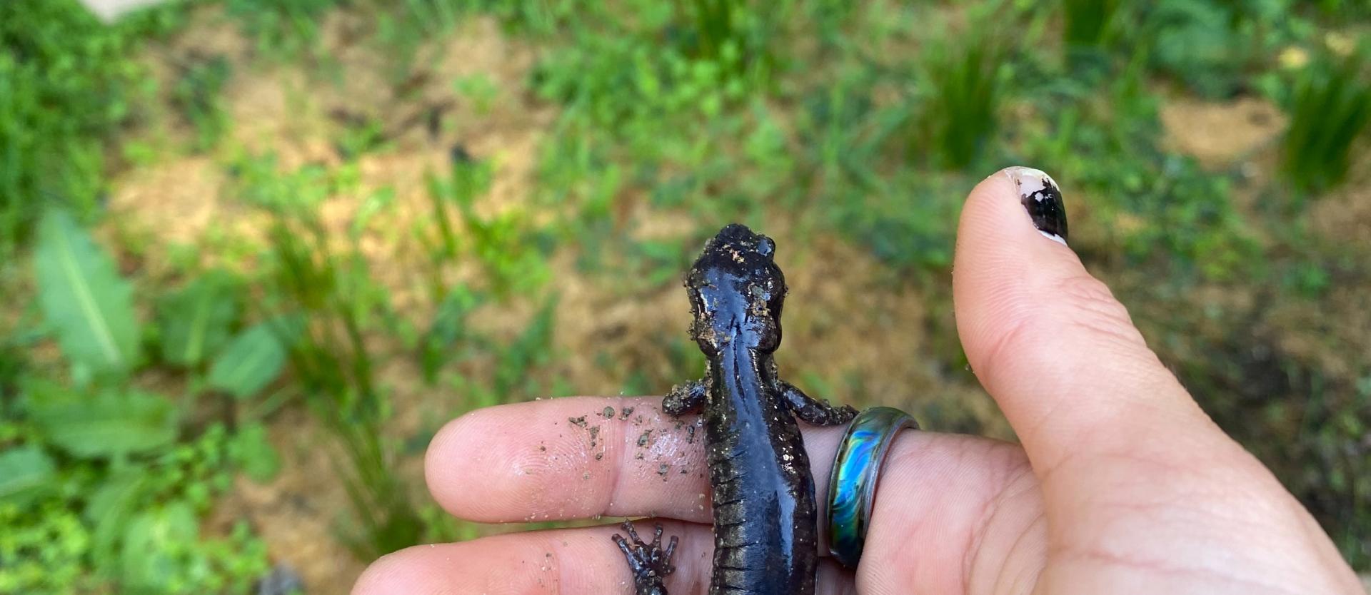 A Salamander found in the Indigenous Garden by FSL Site Manager Jaime