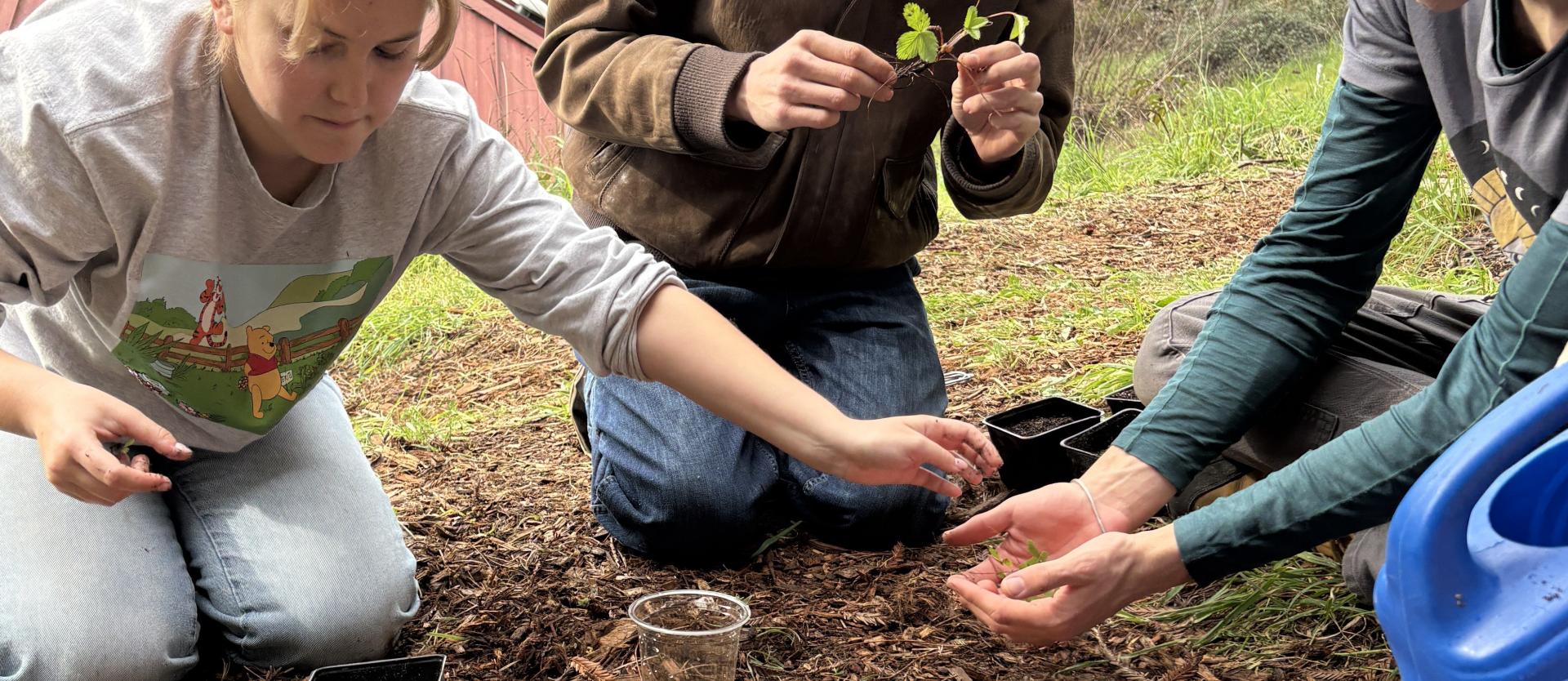 FSL Volunteers planting seeds and seedlings.