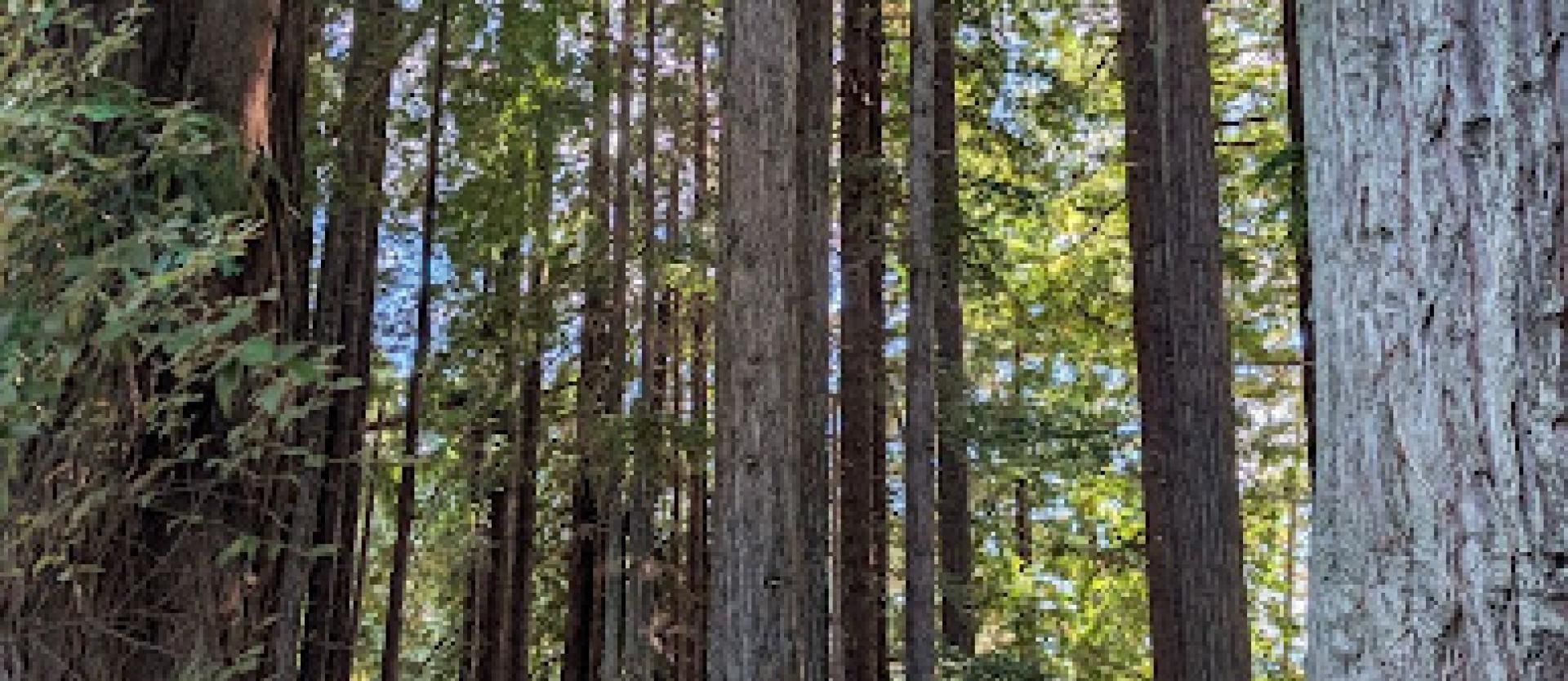 Redwoods on Cal Poly Humboldt